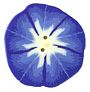 Large Morning Glory